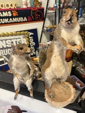 Taxidermy squirrels post for sale  LEICESTER