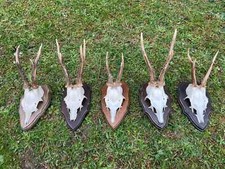 roe deer skull for sale roe deer skull for sale UK