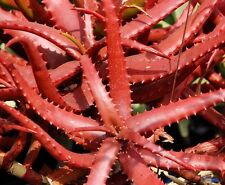 ALOE CAMERONII - Aloe Vera Vermelha - 10 x Sementes de Plantas Suculentas de Ervas comprar usado  Enviando para Brazil