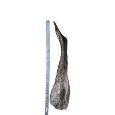 Treibholz schwemmholz vogel gebraucht kaufen  Duisburg