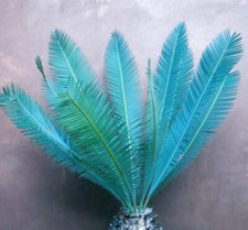 Dioon edule queretaro usato  Napoli