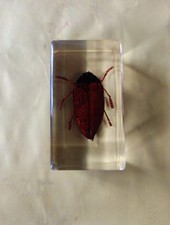 Insecte bupreste bloc d'occasion  Malestroit