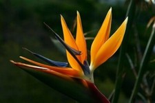 Strelitzia nicolai paradiesvog gebraucht kaufen  Sulzbach-Rosenberg
