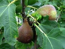 Olympian figtree plant for sale  Tazewell