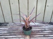 Aechmea recurvata f.rubra for sale  Homestead