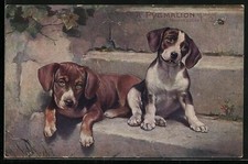 Dackel gefährte einer gebraucht kaufen  Berlin