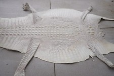 White genuine crocodile for sale  USA