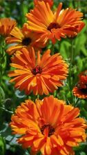 100 calendula flower for sale  Kingwood