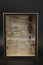 Cabinet curiosity entomology d'occasion  Expédié en Belgium