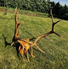 Nice set bull for sale  Milton Freewater