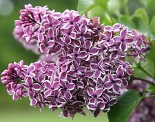 Live french lilac for sale  Eugene