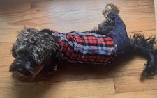 medium large dog for sale  Disputanta