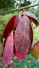Hoya mitrata red d'occasion  Expédié en Belgium
