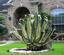 Agave americana century for sale  Inglewood