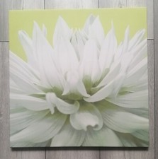 Beautiful large flower for sale  MAIDENHEAD