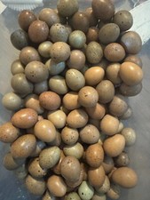 Button quail hatching for sale  Denton