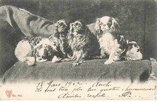 Chiens mk44988 chiens d'occasion  France