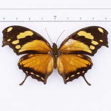 Usado, Consul Fabius Cecrops  ♂ Columbia - Nymphalidae Entomology Butterfly Anaea comprar usado  Enviando para Brazil
