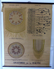 Affiche scolaire anatomie d'occasion  Avignon
