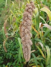 White wonder millet usato  Spedire a Italy