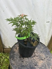 Acer palmatum mystic for sale  Hendersonville