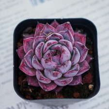 Echeveria black swan for sale  Northport