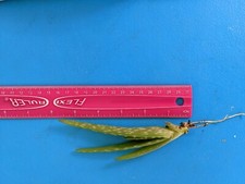 Aloe vera barbadensis for sale  Rougemont