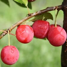 Pflaumenbaum plant milanka gebraucht kaufen  Quakenbrück