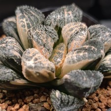 Haworthia mordor variegata gebraucht kaufen  Trier
