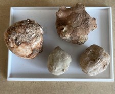 Neoplatycrinus dilatatus crino gebraucht kaufen  Hamburg