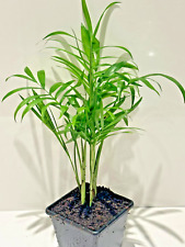 Parlour palm chamaedorea for sale  NOTTINGHAM