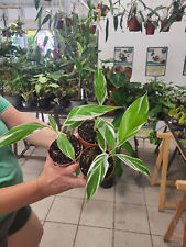 Musa florida variegata gebraucht kaufen  Monheim