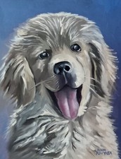 Golden retriever puppy for sale  Plainville