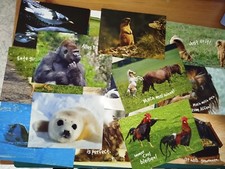 Lustige tier postkarten gebraucht kaufen  Essen