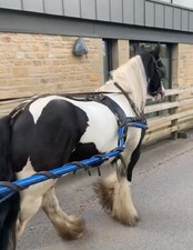 Horse driving harness for sale  BURNLEY