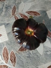 Black tomato plants for sale  LONDON
