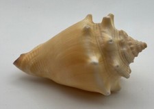 Conchiglia collezione stellari usato  Loro Ciuffenna