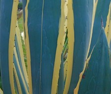 Agave americana marginata usato  Napoli
