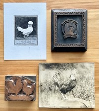 polish chickens for sale polish chickens for sale Sherburne