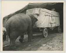 Foto vintage 8X10 Circo Preto E Branco Animais-Elefante, Carrinho, Tenda De Circo, usado comprar usado  Enviando para Brazil