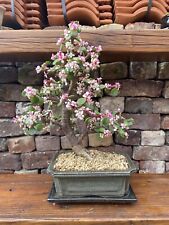 Portulacaria afra elephant for sale  SOUTHAMPTON