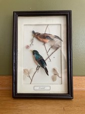 Dreidimensionales bild vogel gebraucht kaufen  Detmold