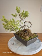 E30 scots pine for sale  TROWBRIDGE