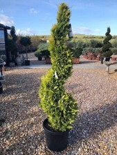Cupressocyparis leylandii gold for sale  WORTHING