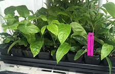 Passion fruit vine for sale  Denver