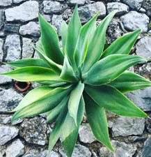Agave attenuata seeds usato  Italia