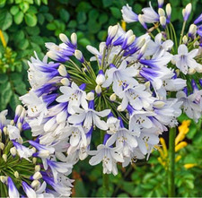 Agapanthus lily nile for sale  Palo Alto