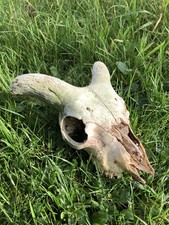 Small horned sheep for sale Small horned sheep for sale  ISLE OF SKYE