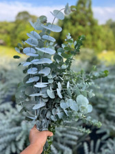 Live eucalyptus silver for sale  Gastonia