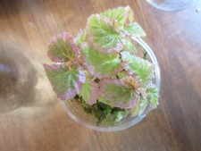 Begonia 012 for sale  Eagle Point